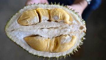 Pesta Durian 1 Ton, Wisatawan Bayar Rp133 Ribu di Vietnam
